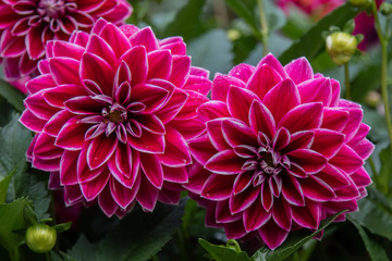 Pink Dahlia Flowers