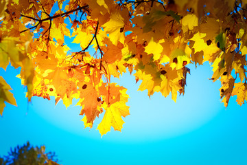 Yellowing needle-like larch leaves against a bright blue sky.
