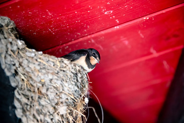 Schwalbe im Nest