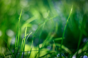 The grass, which has almost become transparent, against the background of the blinding sun, which floods glades with light.
