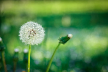 White, dandelion balloons on a background of bright green grass.