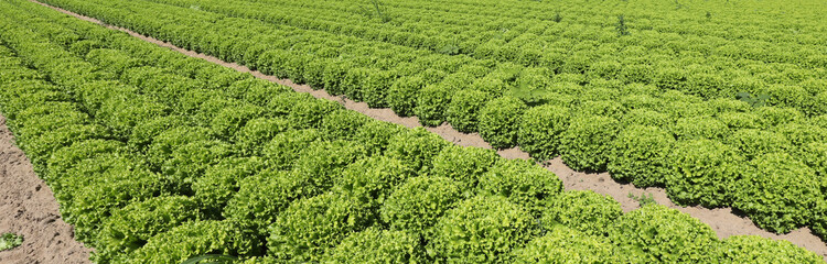 Fototapeta na wymiar tufts of green lettuce in a field
