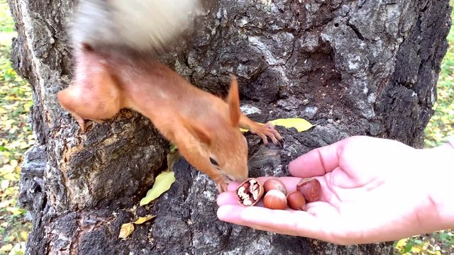 Red squirrel climbs on tree and takes a pecan nut from hand. Man feeding the squirrel with hand in the forest. Cute wildlife animal character.