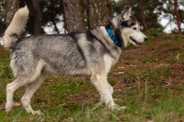 Naklejka na ściany i meble Siberian Husky for a walk in the park near the lake.