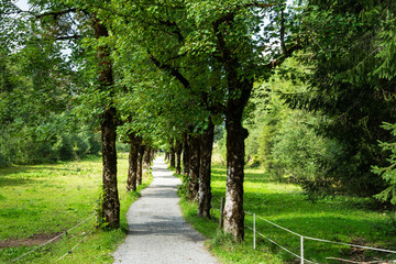 Fototapeta na wymiar Allee mit Ahornbäumen bei Oberstdorf