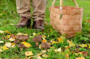 Seven birch mushroom (Leccinum) are on the edge of a forest, male legs and the wicker wooden basket with the knife are in the background.