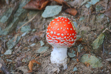 mushroom not edible in the forest at the beginning of autumn