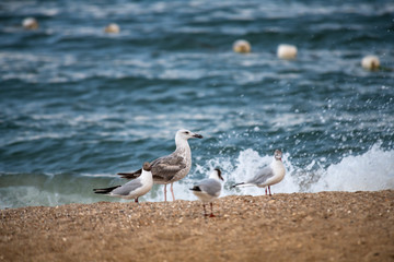 Nice big seagull on sea coast nature birds fauna summer vacation