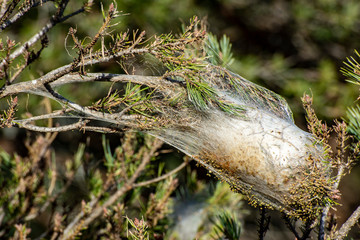 pine processionary nest