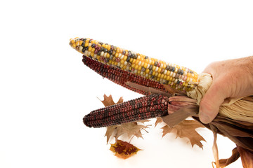 a person holding a bunch of colorful dried Indian corn cobs with autumn leaves isolated on white