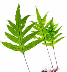 Fougères sur fond blanc 