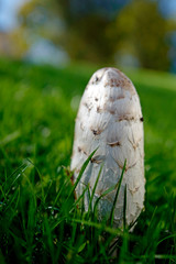 a coprinus comatus on green grass in the garden in autumn