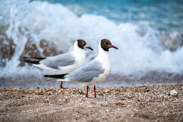 Nice big seagull on sea coast nature birds fauna summer vacation