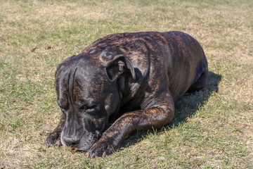 Young cane corso dog sad lying down portrait