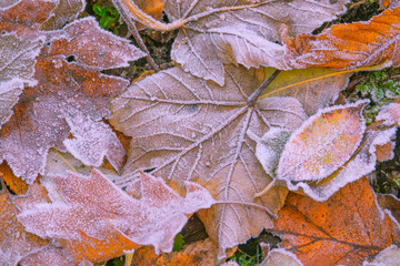 Frosty Fall Leaves in Orange and Yellow in a Forest in Autumn