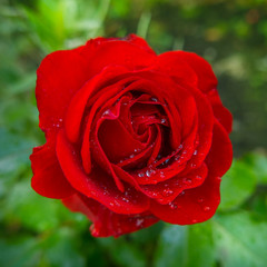Close Up of a Red Rose With Dew Drops in a Garden