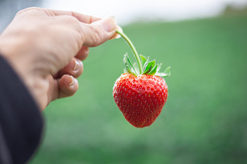 red strawberry in hand