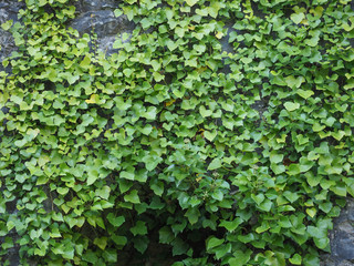 Fototapeta premium ivy plant on stone