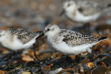 Sanderling, Calidris alba, are feeding at the edge of the sea as the tide comes back in.