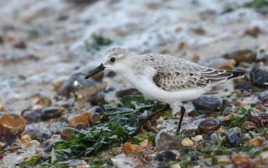 A beautiful Sanderling, Calidris alba, is feeding at the edge of the sea as the tide comes back in.