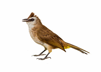 Fototapeta premium Bird Common Bulbul (Pycnonotus barbatus) isolated