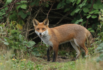 A cute wild Red Fox cub, Vulpes vulpes, feeding at the entrance its den.