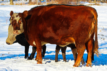 Cows In Winter