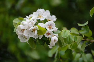 white flowers of apple tree