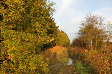 Autumn forest. The edge of the colorful autumn forest and the road.