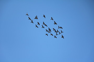 Many flying black cockatoos, Western Australia
