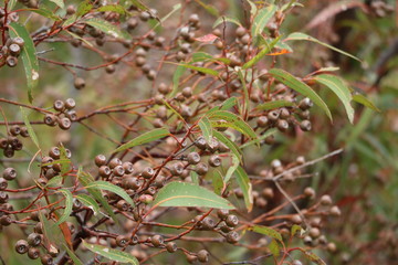 Seeds of Eucalyptus, Western Australia