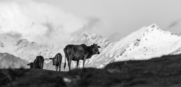 A cow grazes in the meadows around the Himalayan town of Munyari in Uttarakhand