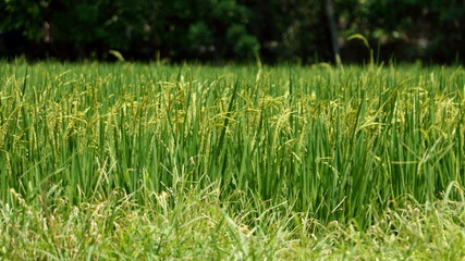 Rice field in rural of Thailand with the grass and forest in background.