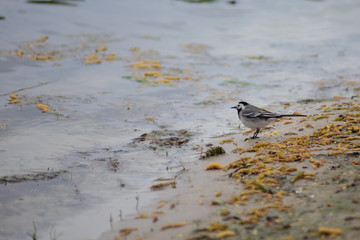 bird on the beach