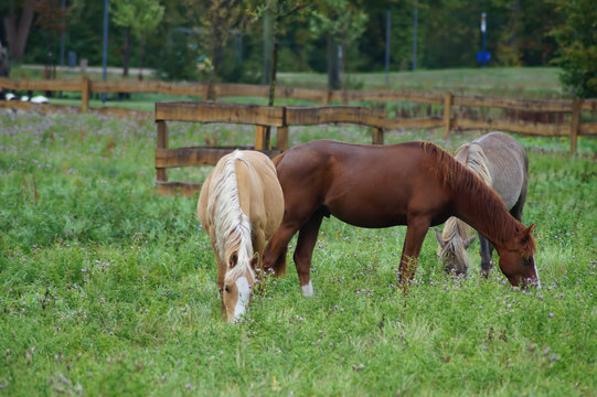 Zwei hellbraune Pferde auf einer Pferdekoppel
