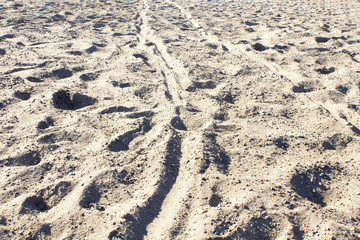 several bicycle tire track on a sandy beach