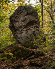 Ancient Forest Landslide