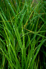 Fototapeta na wymiar A bush of green grass with drops of morning dew