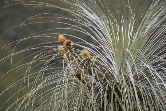 Flower of Xanthorrhoea grass tree in Western Australia