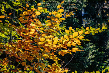 yellow and red  colors of autumn