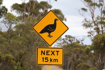 Next 15 km Traffic Columbiformes Petrophassa in Western Australia