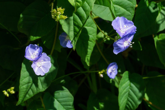 Purple Blue flowers of Smallflower Morningglory (Jacquemontia tamnifolia), Stuart, Martin County, Florida, USA
