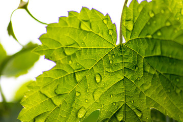 Regentropfen auf einem Ahornblatt scheinen bei Sonnenlicht durch ein grünes Blatt und lassen die Blattadern und das Chlorophyll strahlend leuchten als Zeichen von Vitalität und Frische