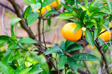 Ripe tangerines on the branches in the garden.