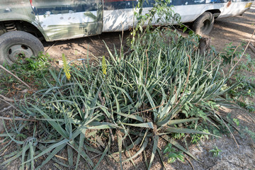 cactus in the landfill