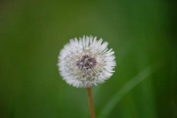 dandelion on background of green grass