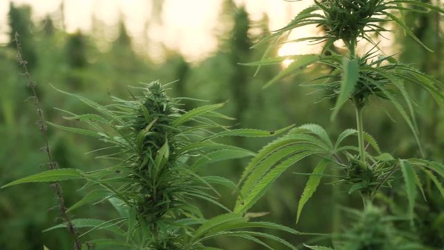 4k resolution video of close up cannabis leafs and narcotic bud in hemp plantation. With sun flare in sunset. Medicinal cannabis field. growing outdoors under sun