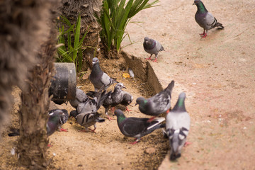 pigeons eating in the park