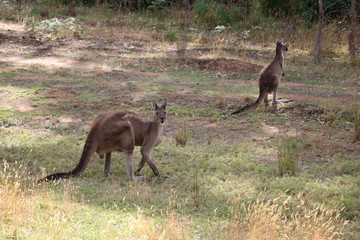 Kangaroos in Western Australia