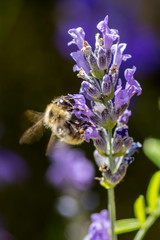 APE SU FIORI VIOLA